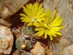 Lithops olivacea flowers